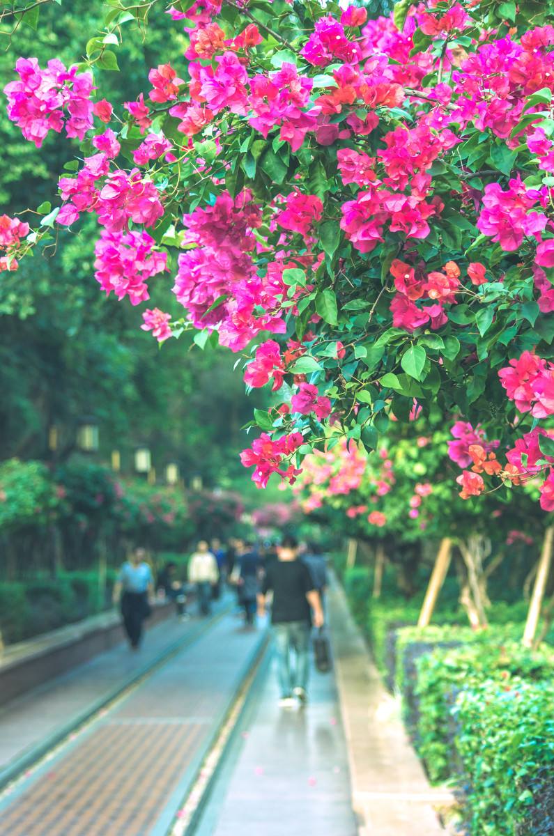 深圳，深圳.jpg